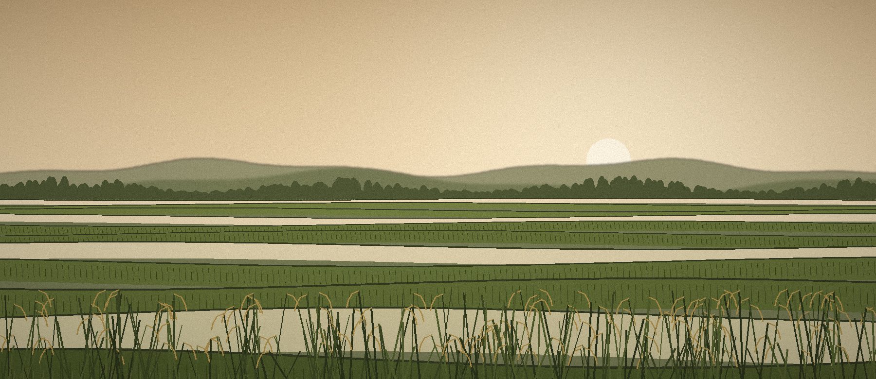 Illustration: rice paddies at sunrise